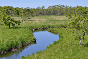 初夏の釧路湿原（北海道・鶴居村）