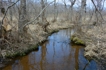 春の釧路湿原（北海道・鶴居村）