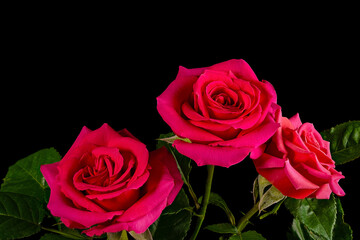 Three pink rose flowers isolated on a black background.