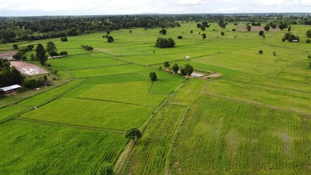 Aerial view of agriculture in paddy fields for cultivation rural area.