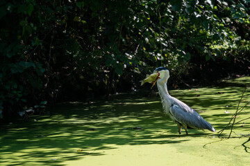 Heron eating carp in a pond with a green surface.