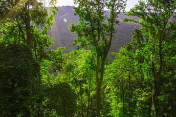 Sun rays through the mountain forest