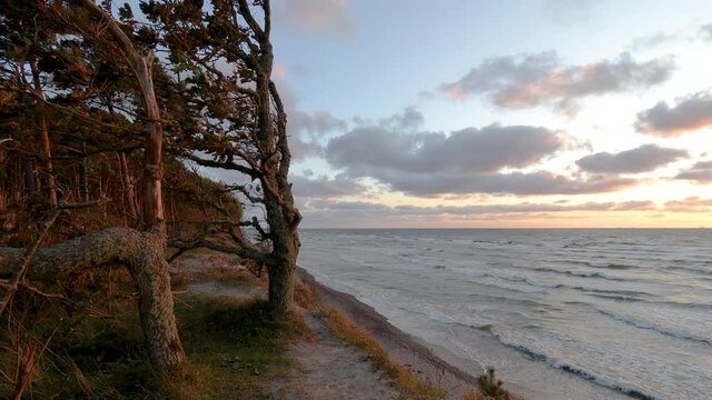 n interestingly shaped small oak tree covered with moss and growing on a high cliff by the Baltic Sea. Baltic seashore near Klaipeda in Lithuania , at the place named "Dutchman cap". 