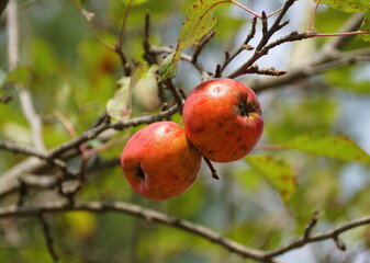 Apples on the tree that were damaged by insects