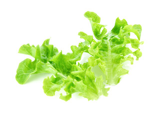 lettuce isolated on white background.