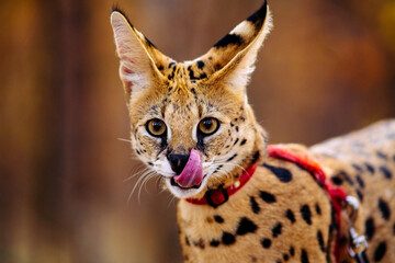 serval wild cat against autumn yellow background