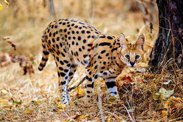 serval wild cat against autumn yellow background
