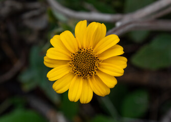 A yellow flower.