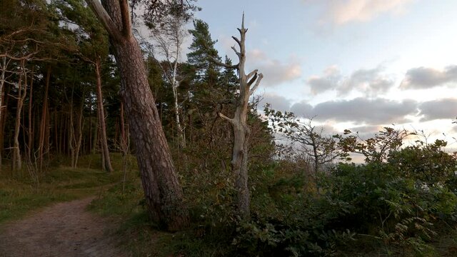 Baltic sea coastline forest at sunset. Beautiful large pine trees growing on sandy dunes slope. Baltic seashore near Klaipeda in Lithuania , at the place named "Dutchman cap". 