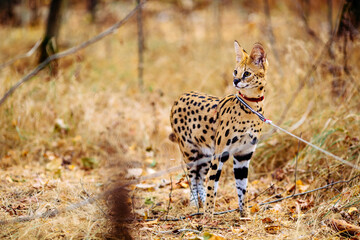 serval wild cat against autumn yellow background