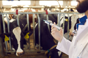Veterinarian wearing white medical gloves holding syringe with medicine or vaccine for dairy cows