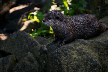 Aonyx cinerea - Wet otter outdoors in nature.