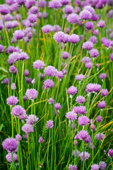 Pink chives flowers outdoors in nature.