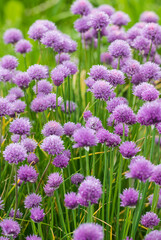 Pink chives flowers outdoors in nature.