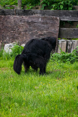 A black dog with long hair empties on the lawn.