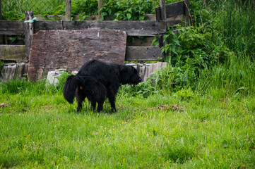 A black dog with long hair empties on the lawn.