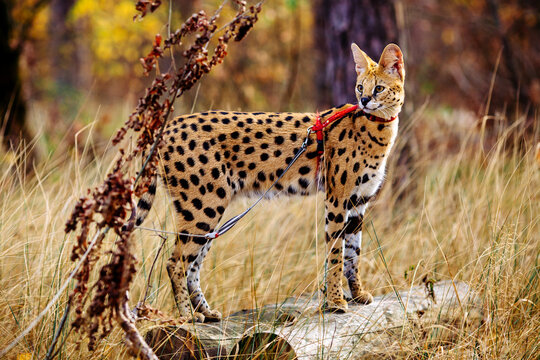 serval wild cat against autumn yellow background