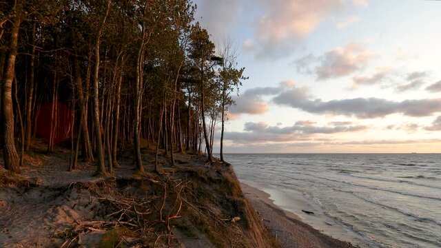 Baltic seashore near Klaipeda in Lithuania , at the place named Dutchman cap. Deciduous forest growing on a sandy hillside at sunset.