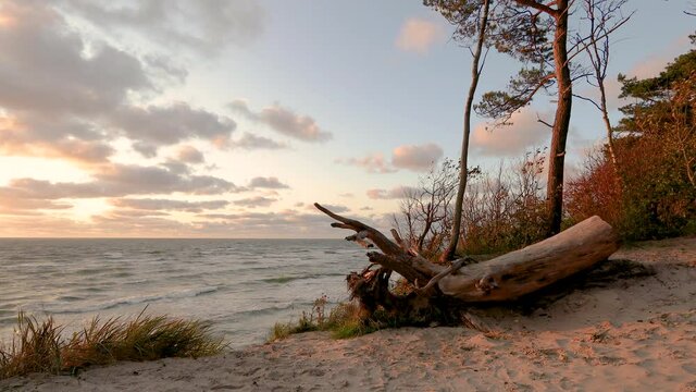 Baltic sea coastline sunset. Large tree log with roots lying on sandy dunes slope. Baltic seashore near Klaipeda in Lithuania , at the place named "Dutchman cap". 