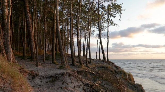 Baltic seashore near Klaipeda in Lithuania , at the place named Dutchman cap. Deciduous forest growing on a sandy hillside at sunset.