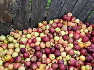 Large Wooden Bin of Farm Fresh Red and Yellow Apples Harvested