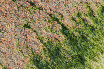 Red wet granite with green algae