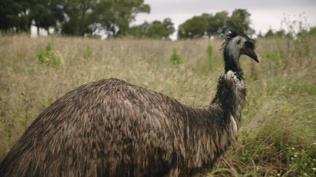 Side view of Emu bird walking in field, tracking shot, Australia, day