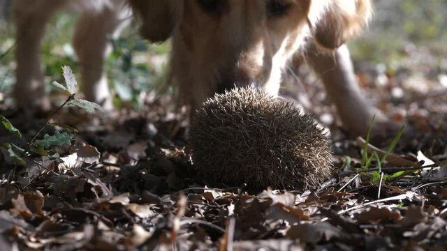 Dog sniffs wild hedgehog curled into ball and walks away, Closeup