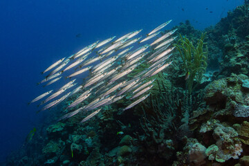 Fototapeta na wymiar Baracuda Raubfisch Schwarmfisch Unterwasserfoto