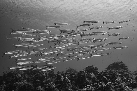 Baracuda Schwarmfisch Raubfisch Unterwasserfoto