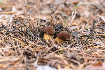 Beautiful edible mushroom in a pine forest