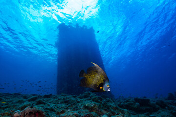 Unterwasserfoto Tauchen Ocean 