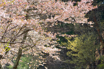 桜吹雪