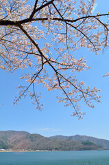 桜と河口湖