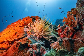 Unterwasserfoto Tauchen Ocean 
