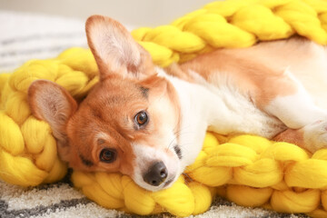 Cute dog with warm blanket at home