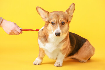 Owner brushing teeth of cute dog on color background