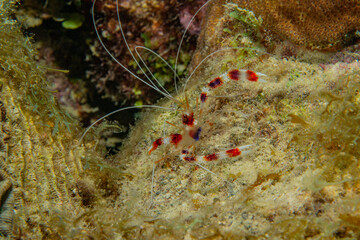 Unterwasserfoto Macro Krebs Critters