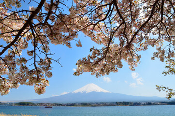 桜と富士山