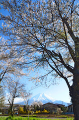 桜と富士山