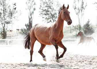 Fototapeta na wymiar Free gracious beautiful horses run