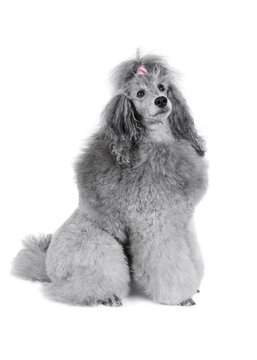 Gray poodle sitting isolated on a white background
