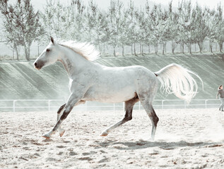 Obraz na płótnie Canvas Free gracious beautiful horses run