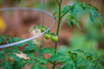 Fototapeta premium An eye level, partial view of a cherry tomato plant and supporting plant frame with a shallow field of depth 