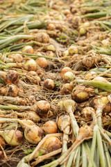 Harvest of onion on the ground.