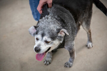 Fototapeta premium A slightly elevated frontal point of view, of a standing, happy black and white old mixed breed dog looking forward, in a shelter environment 