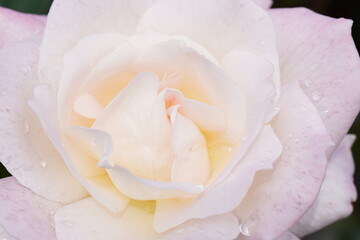 white rose flower