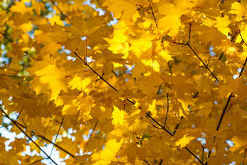 Yellow maple leaves on a Sunny autumn day, the view from the bottom up