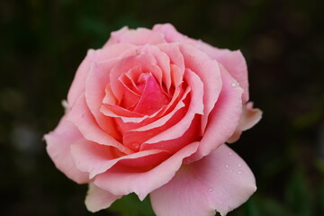 red rose flower