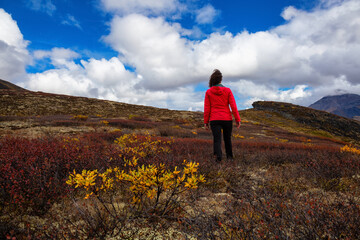 Naklejka na ściany i meble Woman hiking along Scenic Trail on a Mountain, during Fall in Canadian Nature. Taken in Tombstone Territorial Park, Yukon, Canada.